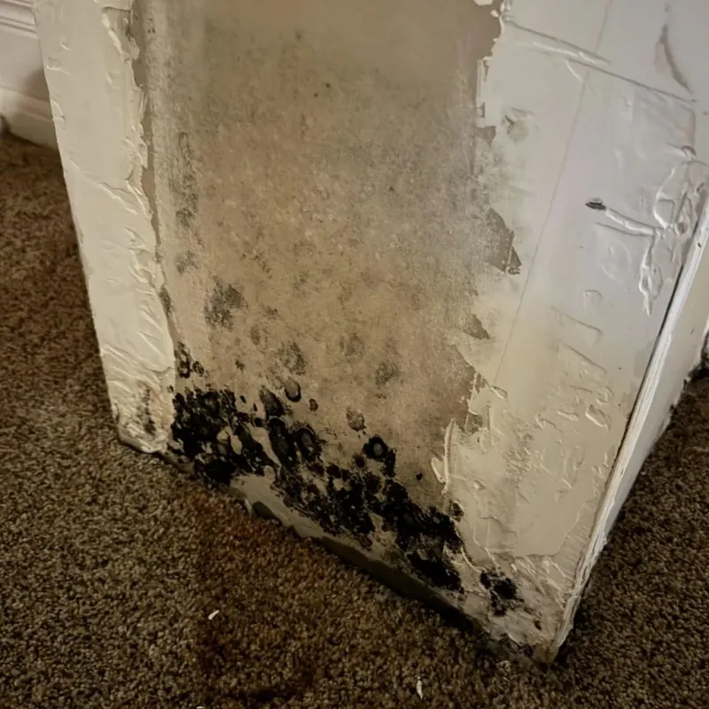 Professional Mold Removal in Willoughby, OH